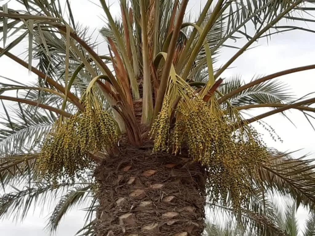 #عرق_طارونه (گرده خرما) 
