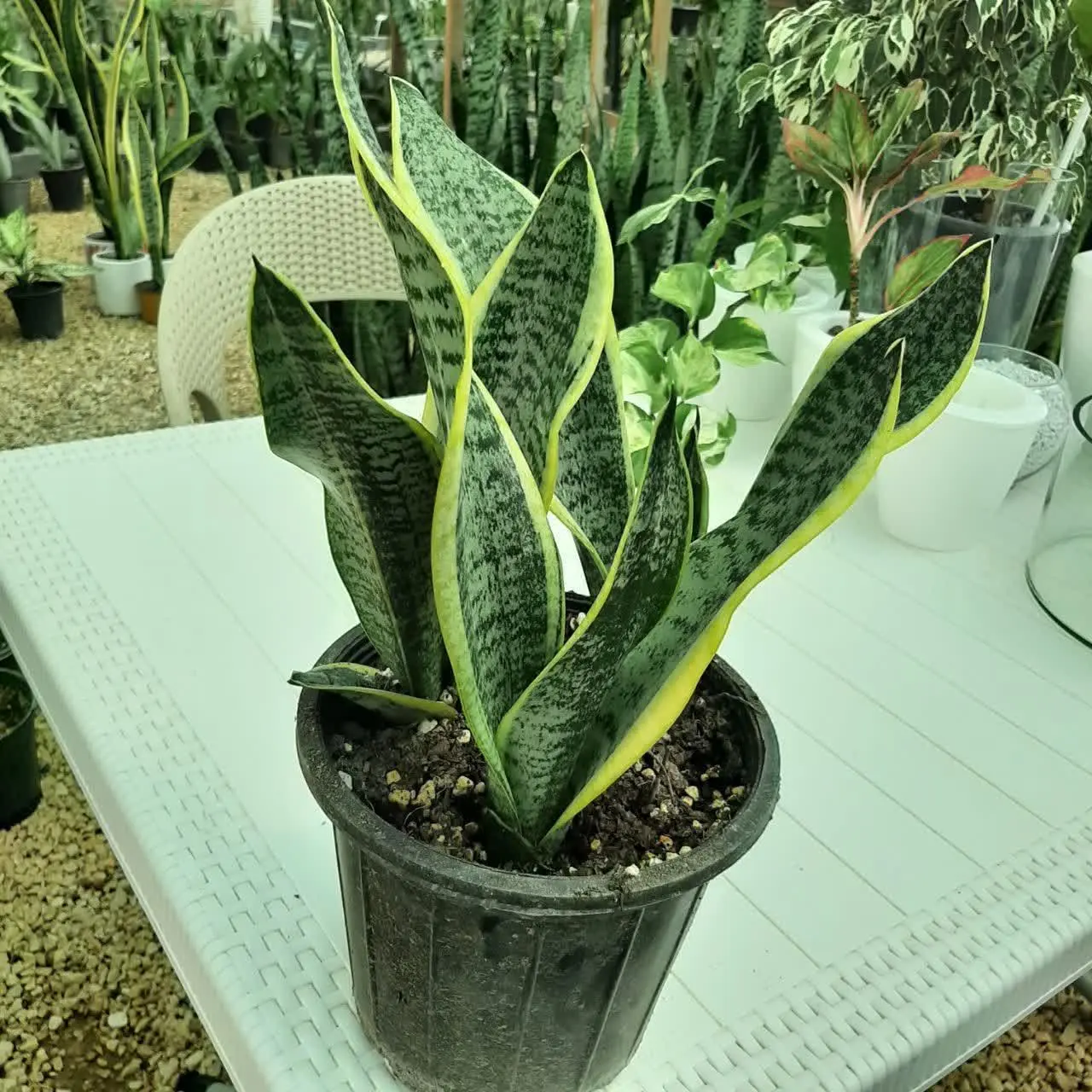 🌿🌿🌿🌿🌿🌿🌿🌿🌿🌿🌿🌿🌿🌿🌿🌿🌿🌿🌿🌿🌿🌿🌿🌿🌿🌿
