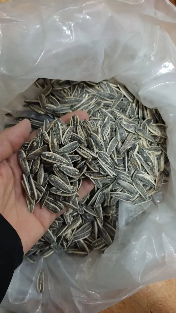 🌻تخمه آفتاب گردان ایرانی
