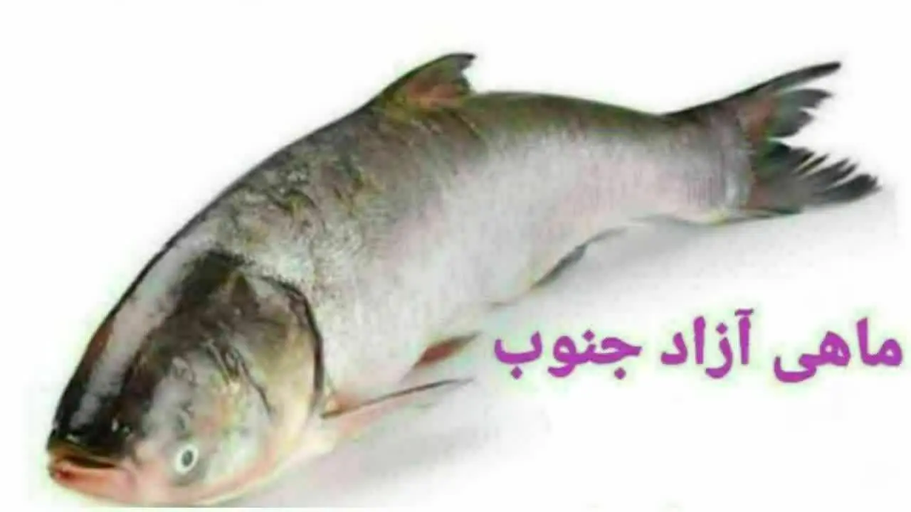 🐟 شارژ محدود ماهی قزل آزاد
