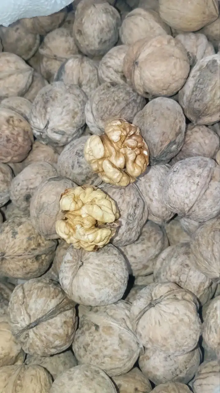 گردو ایرانی دماوند