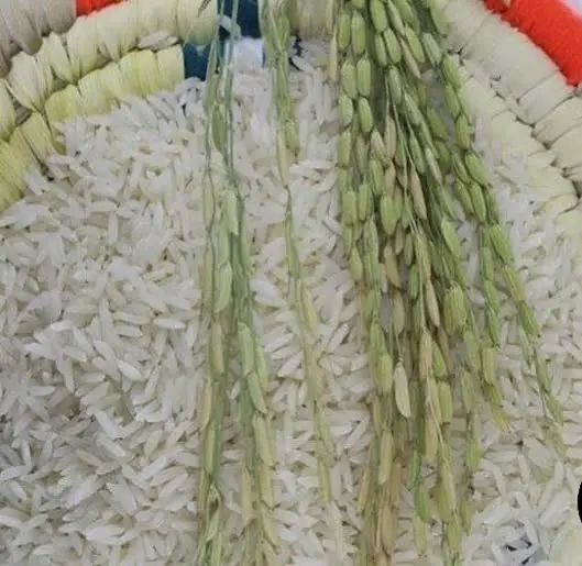 برنج #طارم_هاشمی_سنتی ویژه مون بوجار شده 
