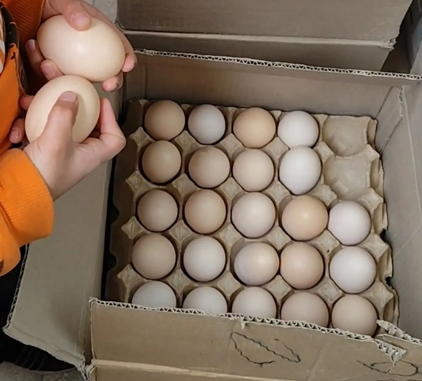 عرضه مستقیم تخم مرغ دو زرده 🍳