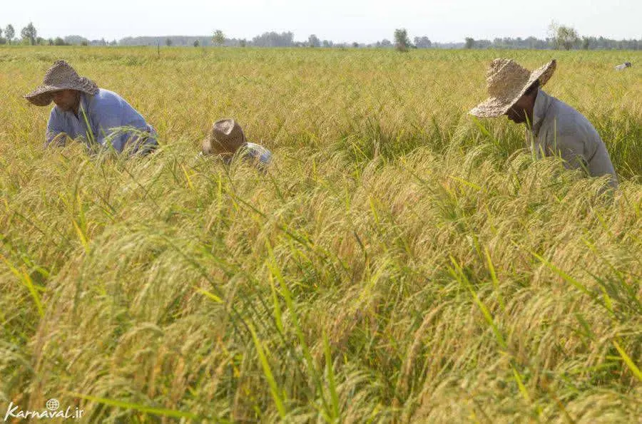 *🌿 برنج طارم هاشمی اعلا 🌿
