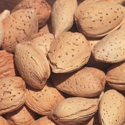 بادام درختی امسالی 
