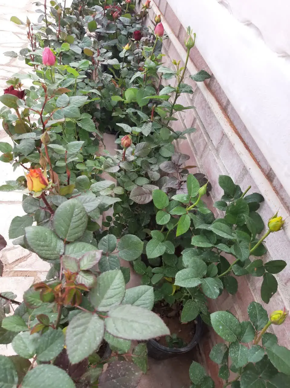 رز هلندی پر غنچه در رنگ‌های مختلف
