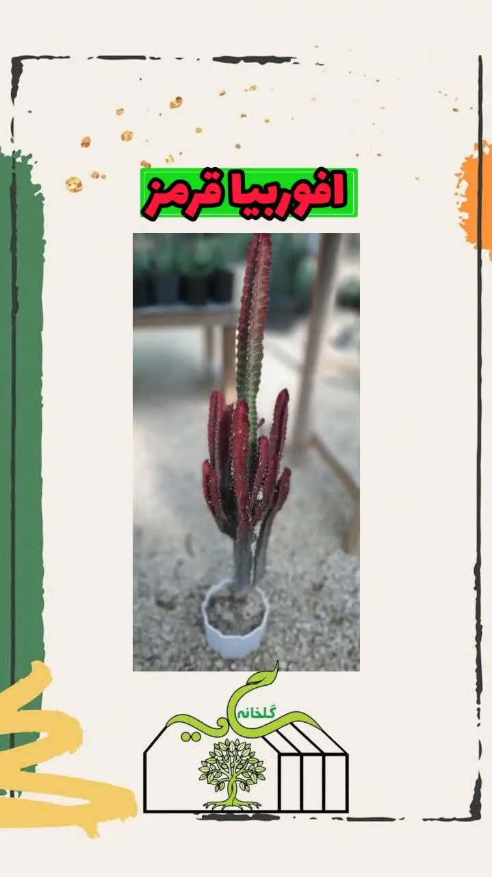 📌اسم گل: افوربیا قرمز
