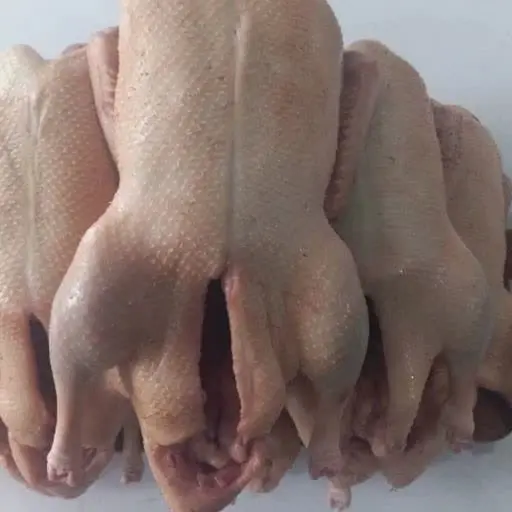 اردک درشت محلی
