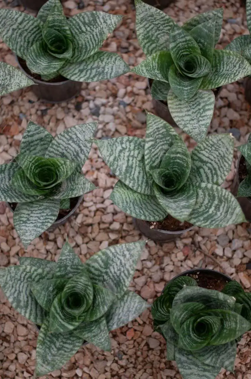 🌿🌿🌿🌿🌿🌿🌿🌿🌿🌿🌿🌿🌿🌿🌿🌿🌿🌿🌿🌿🌿🌿🌿🌿🌿🌿
