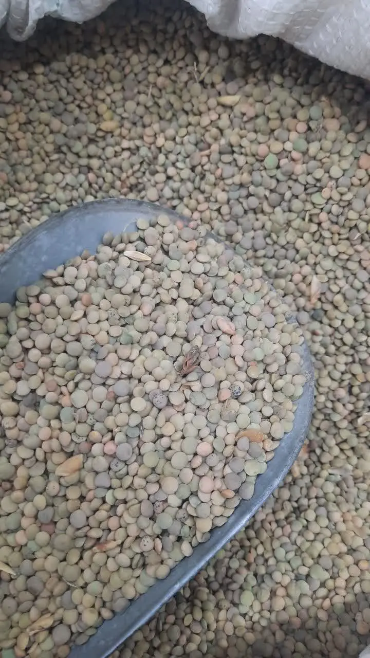 ✅ شارژ عدس محلی دیم ایرانی
