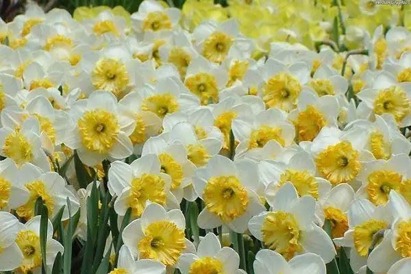 #بوییدن_گل_نرگس 
