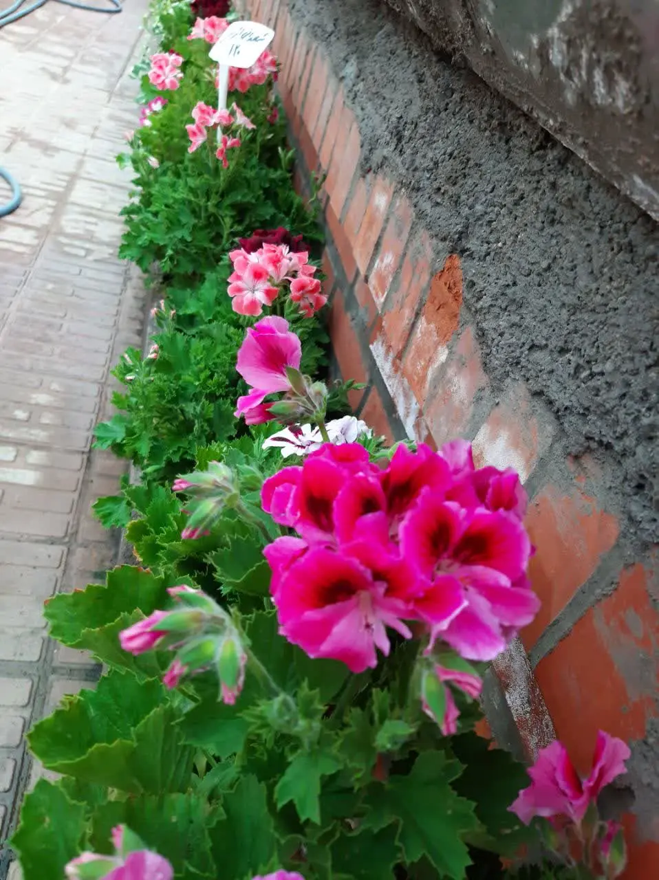 شمعدانی اژدر 
