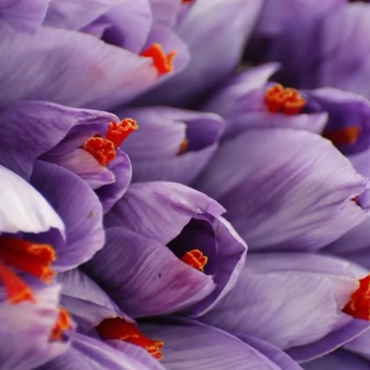 🌹سوغات مشهد 🌹
 