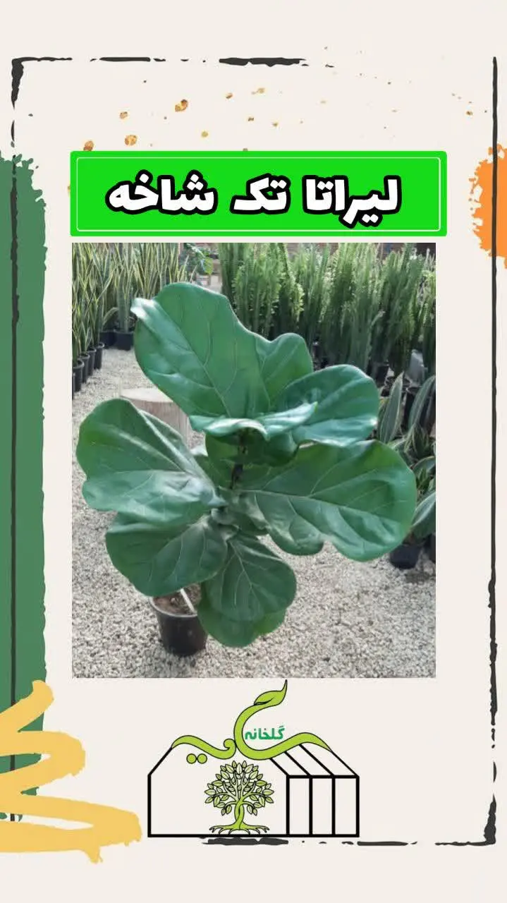 📌اسم گل: لیراتا 
