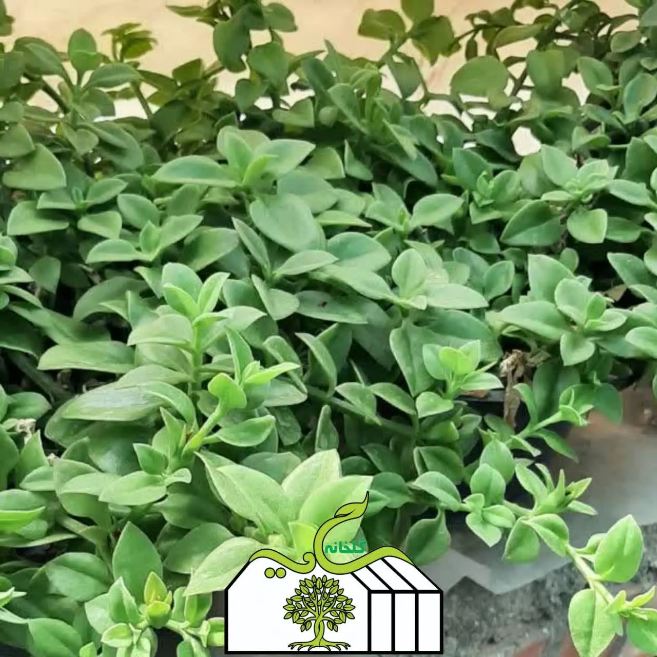 گل‌های بسیار زیبا و آفتاب دوست
