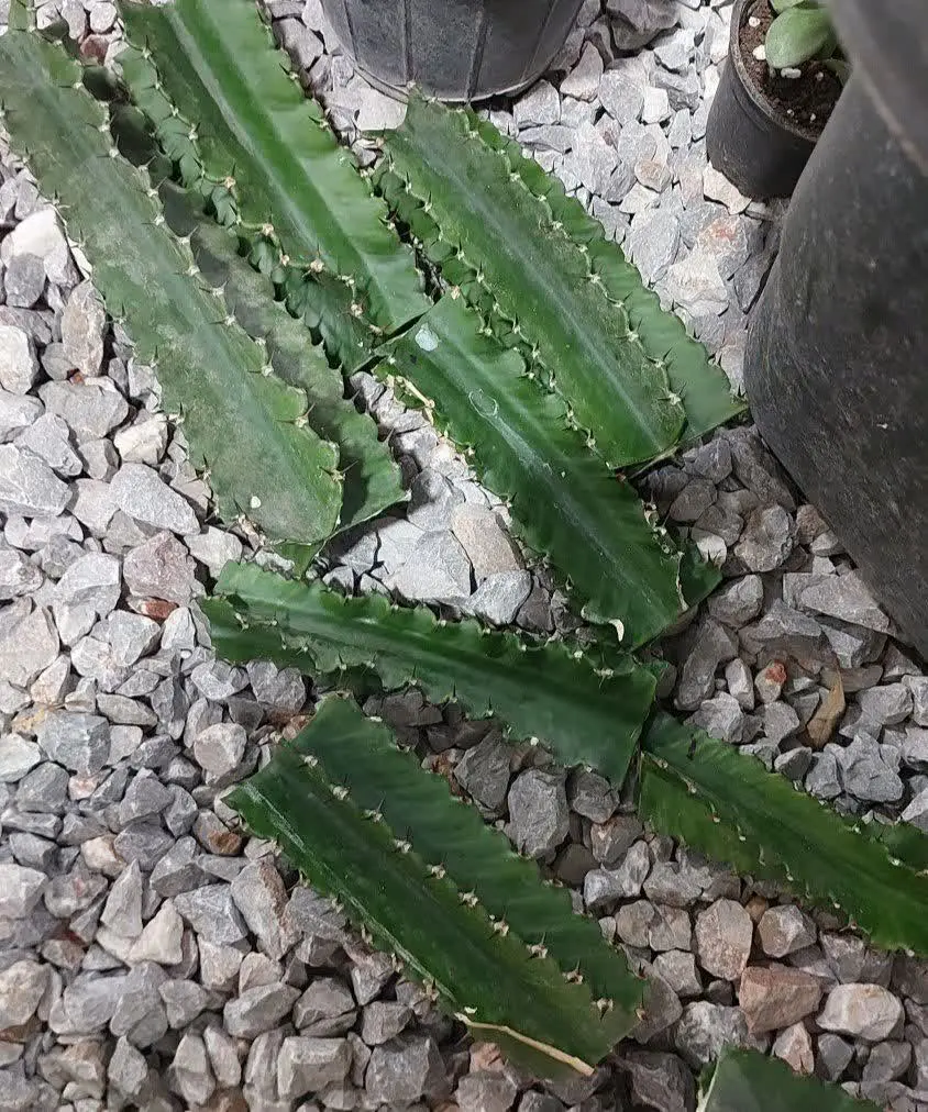 برای ثبت سفارش به آی دی زیر مراجعه کنید 🌺👇
