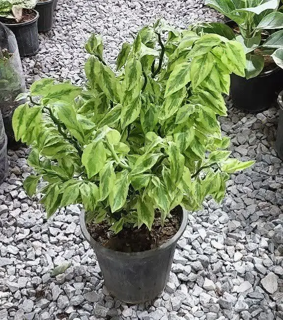 پدیلانتوس 😍😍😍
