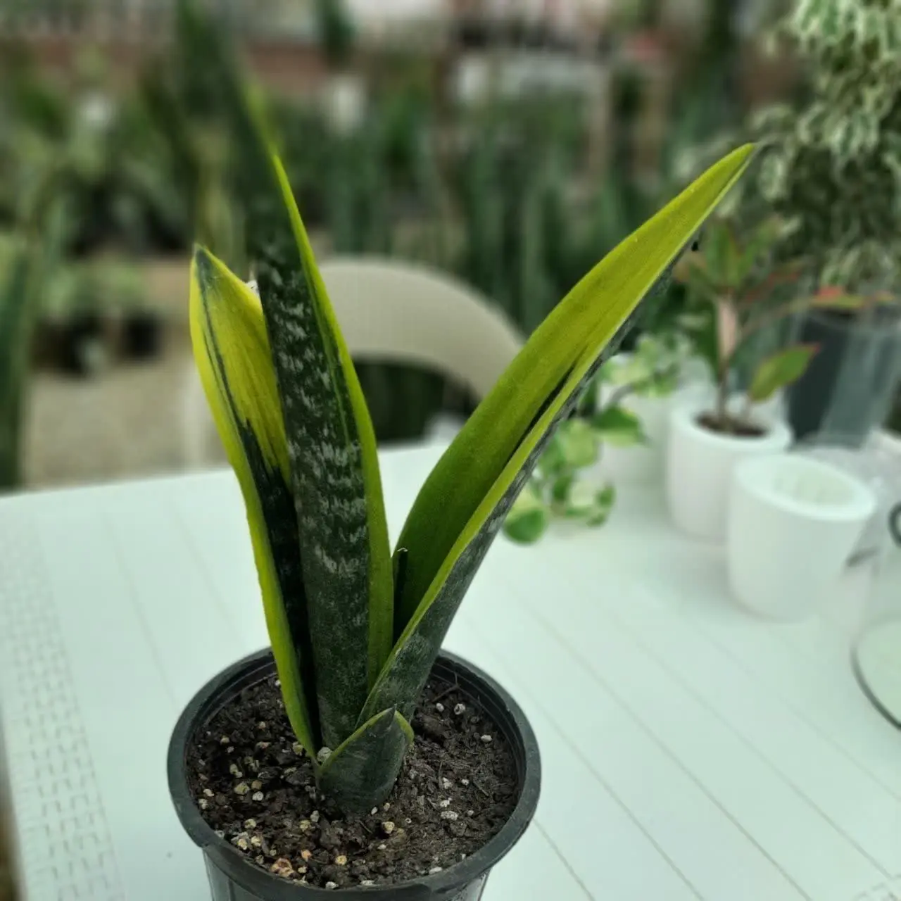 🌿🌿🌿🌿🌿🌿🌿🌿🌿🌿🌿🌿🌿🌿🌿🌿🌿🌿🌿🌿🌿🌿🌿🌿🌿🌿
