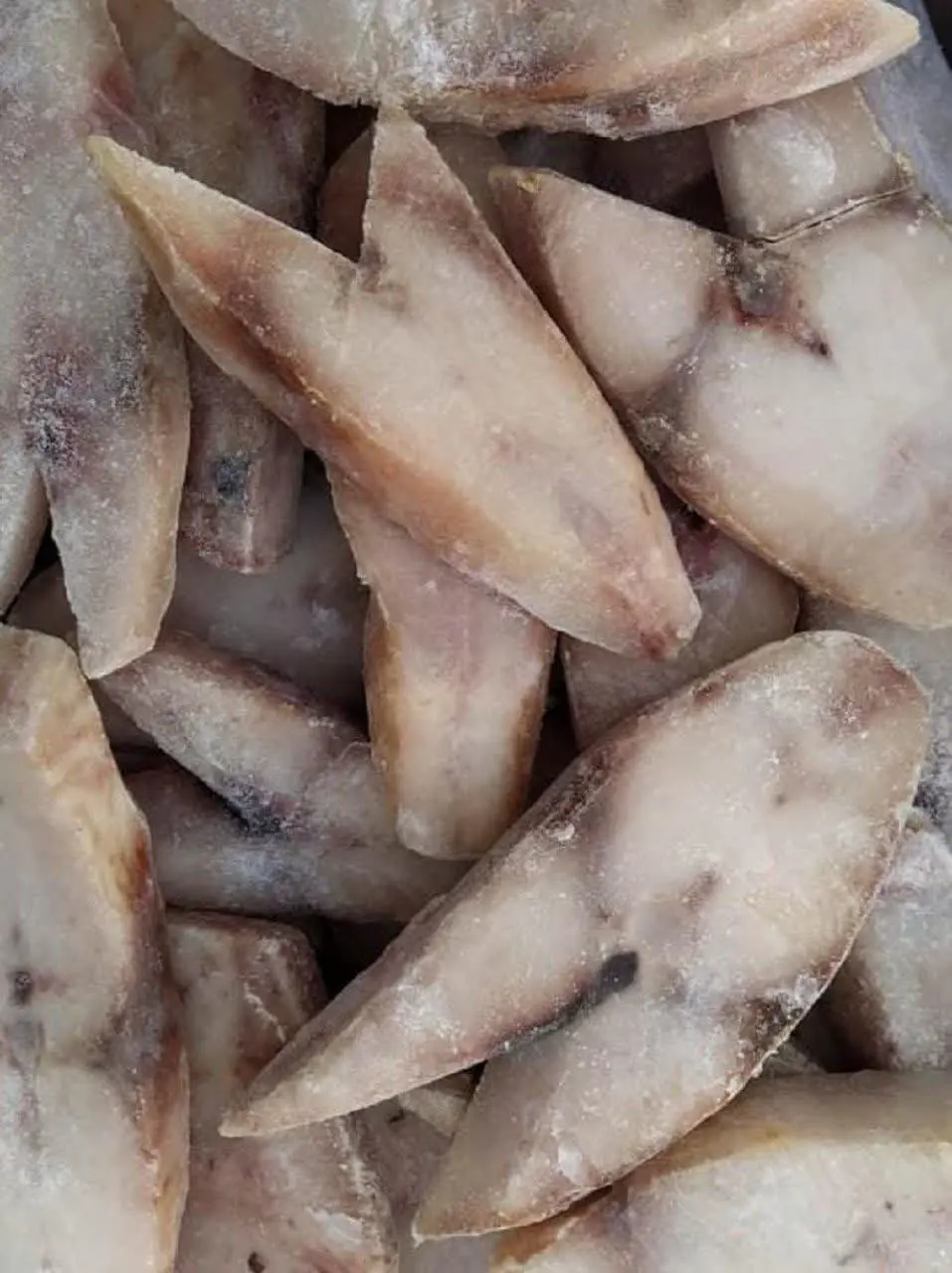 فیله ماهی گوشت و گالیت