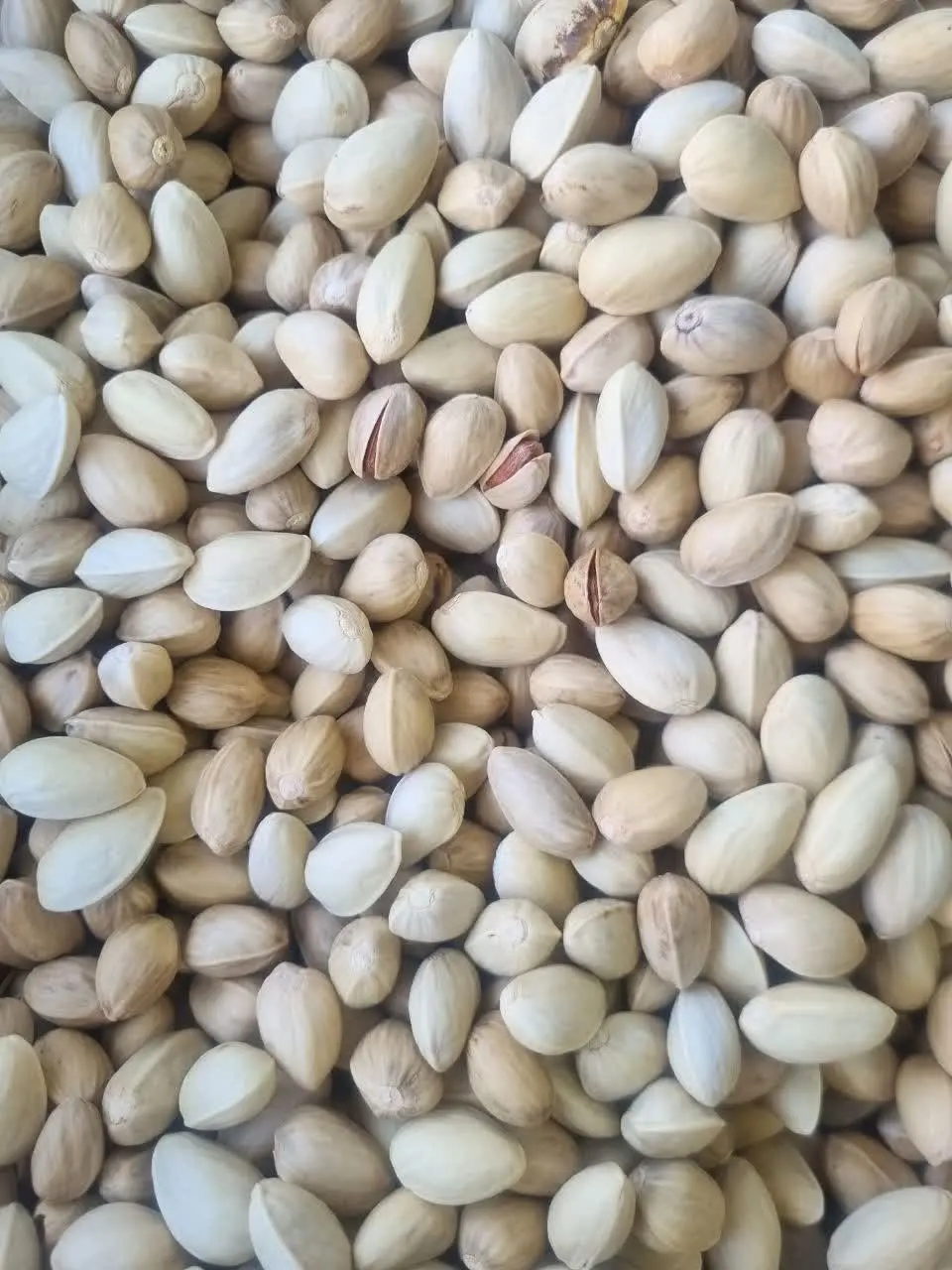 پسته دهن بسته احمدآقایی
