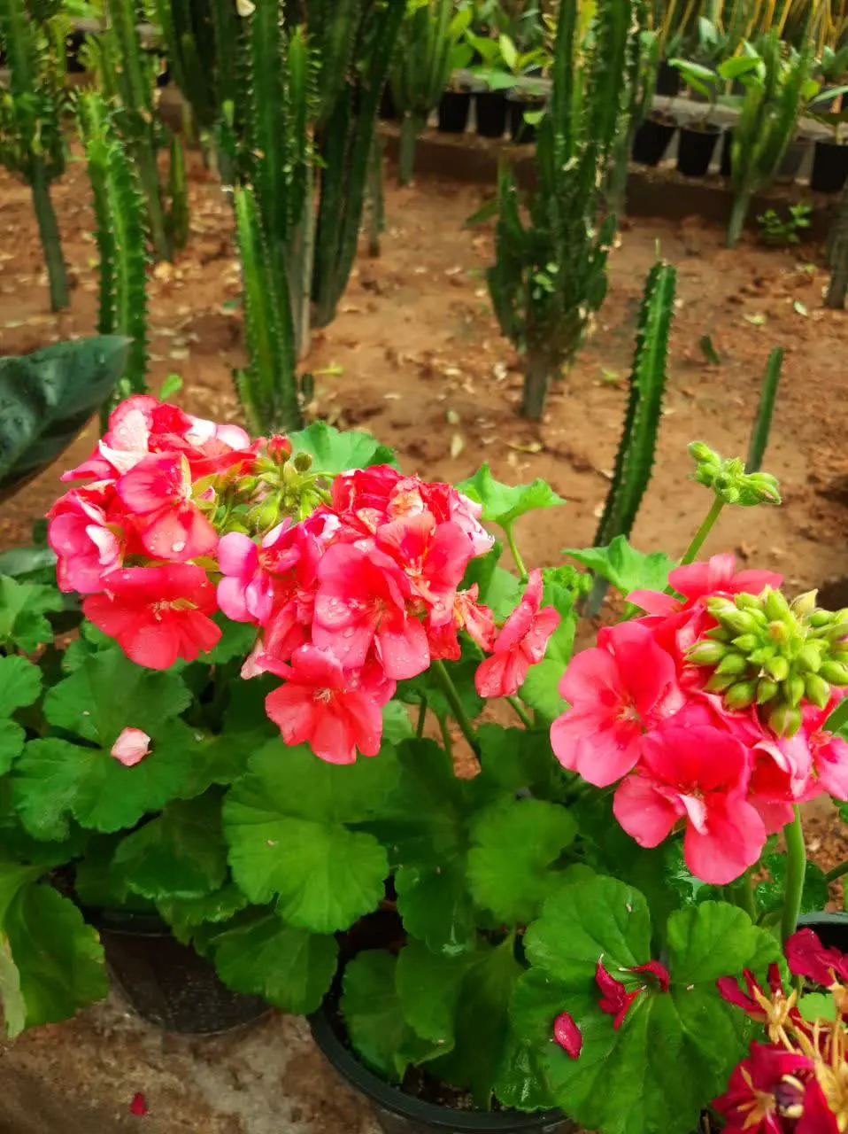 شمعدانی هلندی
