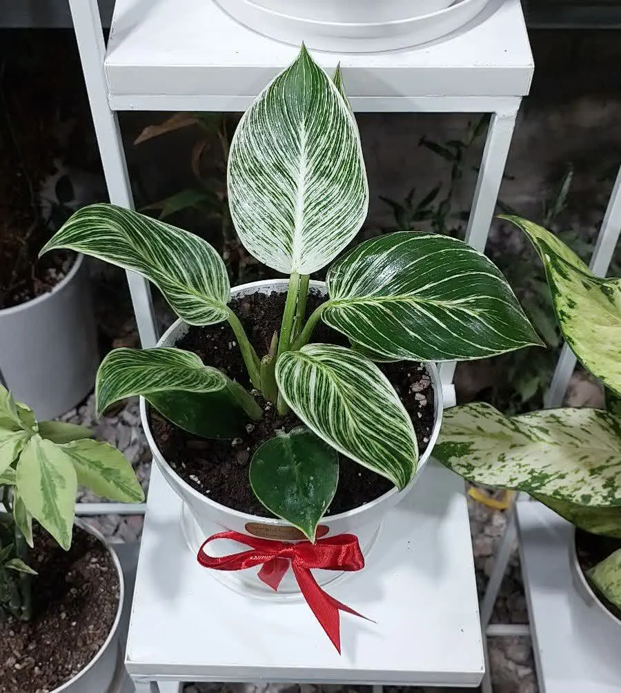 شارژ فیلودندرون برکین😍😍😍
