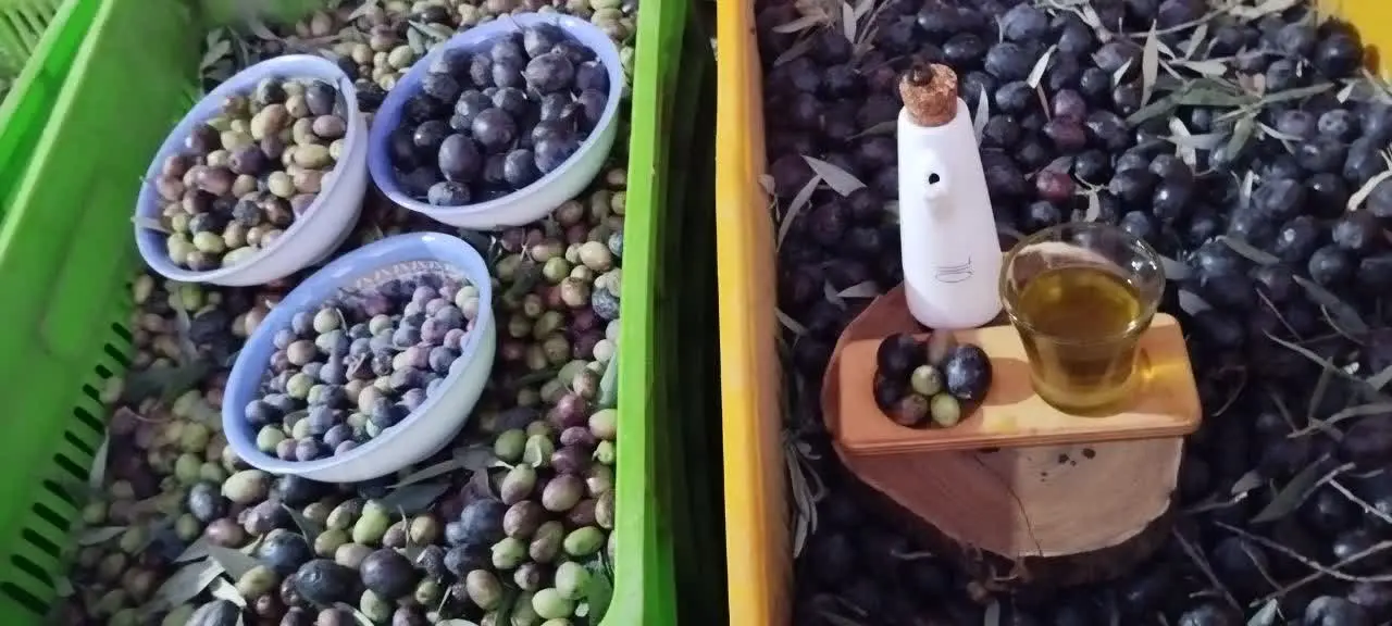 🌹به مناسبت روز مادر برای روغن زیتون
