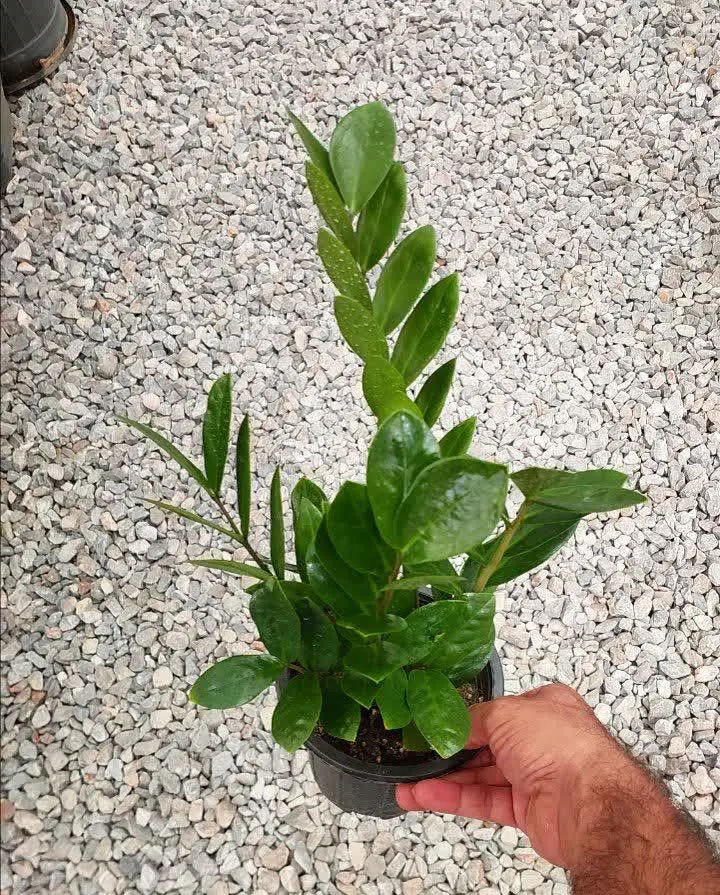 یه عالمه زاموفیلیا خوشگل بر...