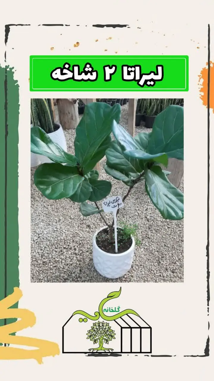 📌اسم گل: لیراتا

