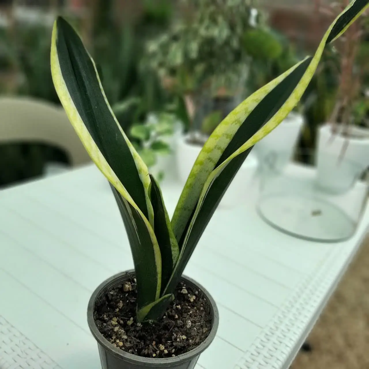 🌿🌿🌿🌿🌿🌿🌿🌿🌿🌿🌿🌿🌿🌿🌿🌿🌿🌿🌿🌿🌿🌿🌿🌿🌿🌿
