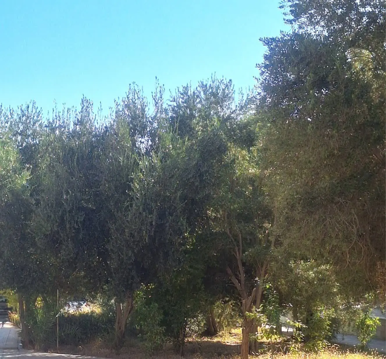 ✅مزایده فروش محصول زیتون روی درخت بیمارستان میبد
