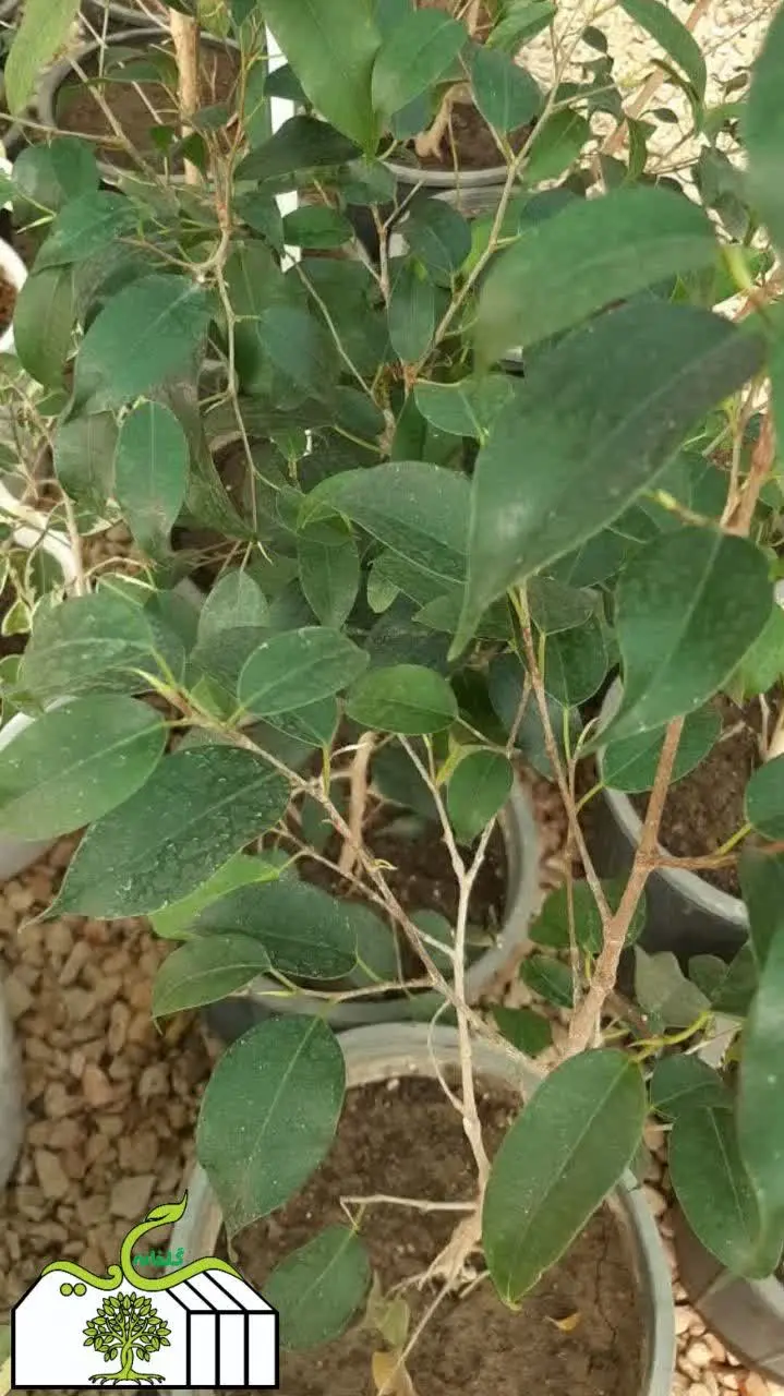 نام گل: بنجامین سبز
