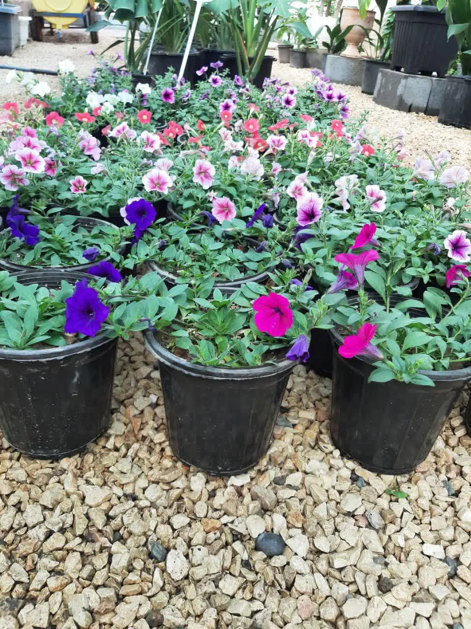 اطلسی آویز بومی
