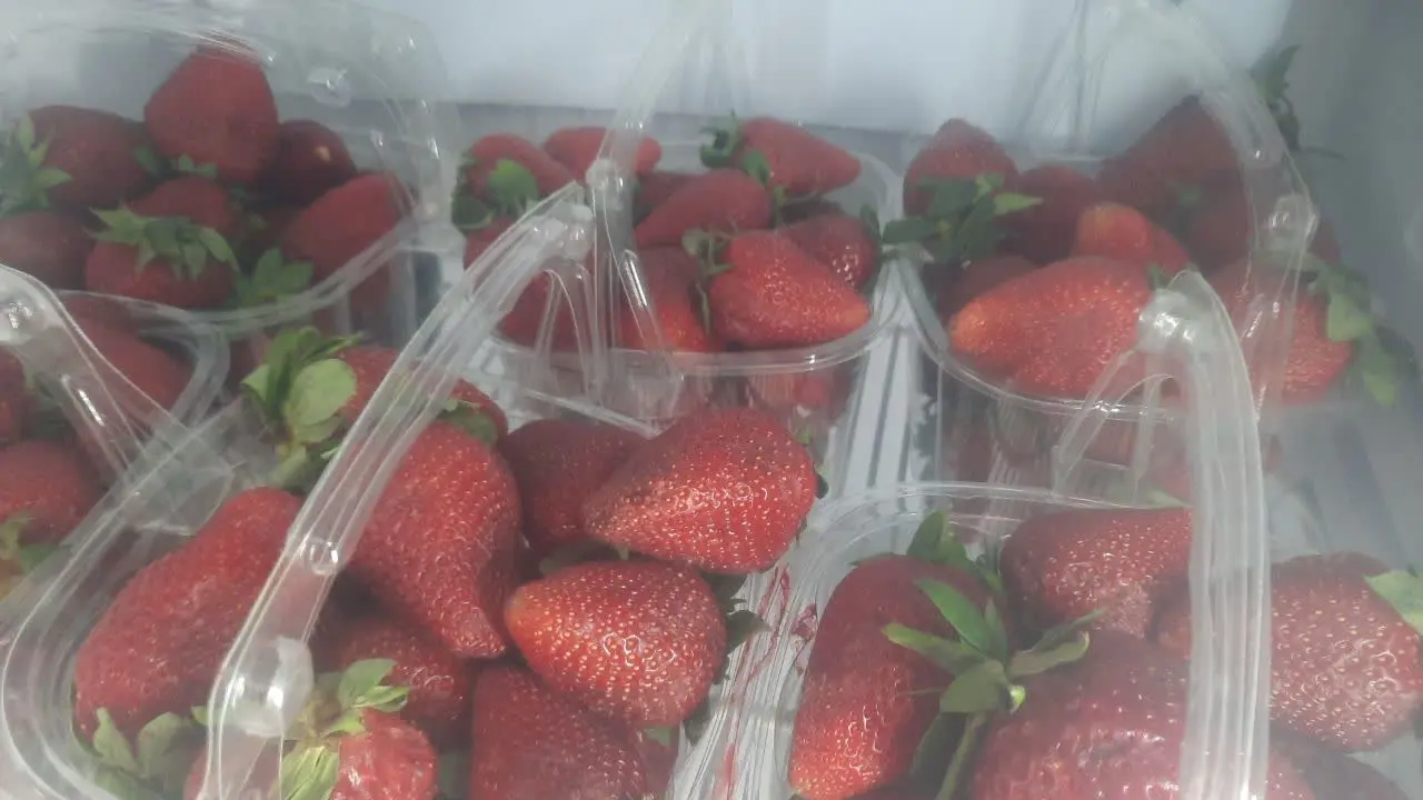 توت فرنگی درشت 
