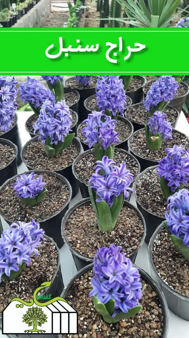 سنبل‌های زیبا 
