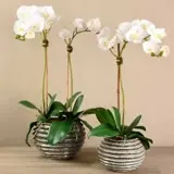 🌚Orchid gallery🛍🛒