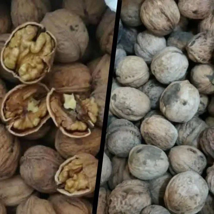 ✅ شارژ عمده گردو لوکس پوست پیازی
