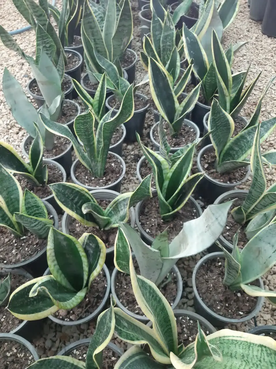 انواع گل‌های سانسوریا پاکوتاه از تولیدات گلخانه سایه راحراج کردیم تعدادش محدود اگر دوست دارید بیاید ببرید
