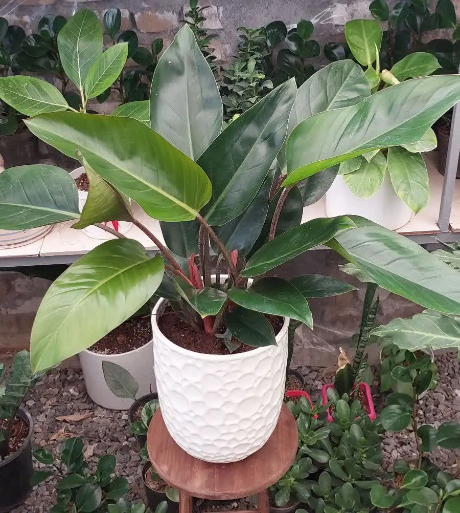 فیلودندرون کنگو 😍😍😍
