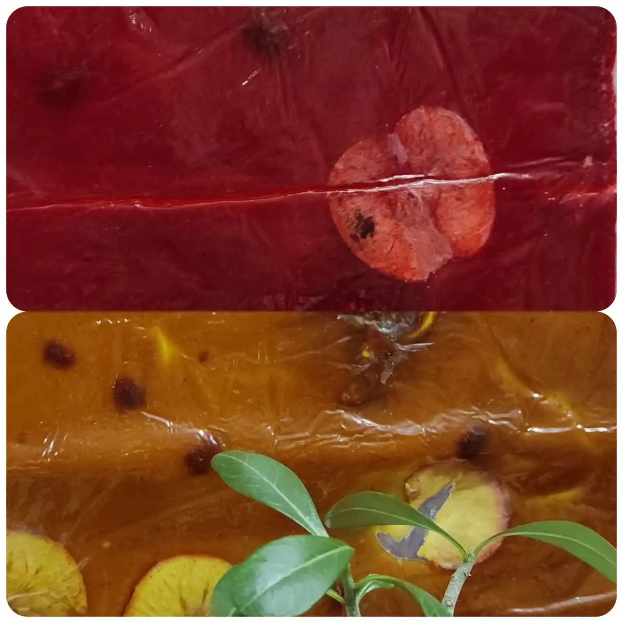 😍لواشک ۲۰ میوه😍
