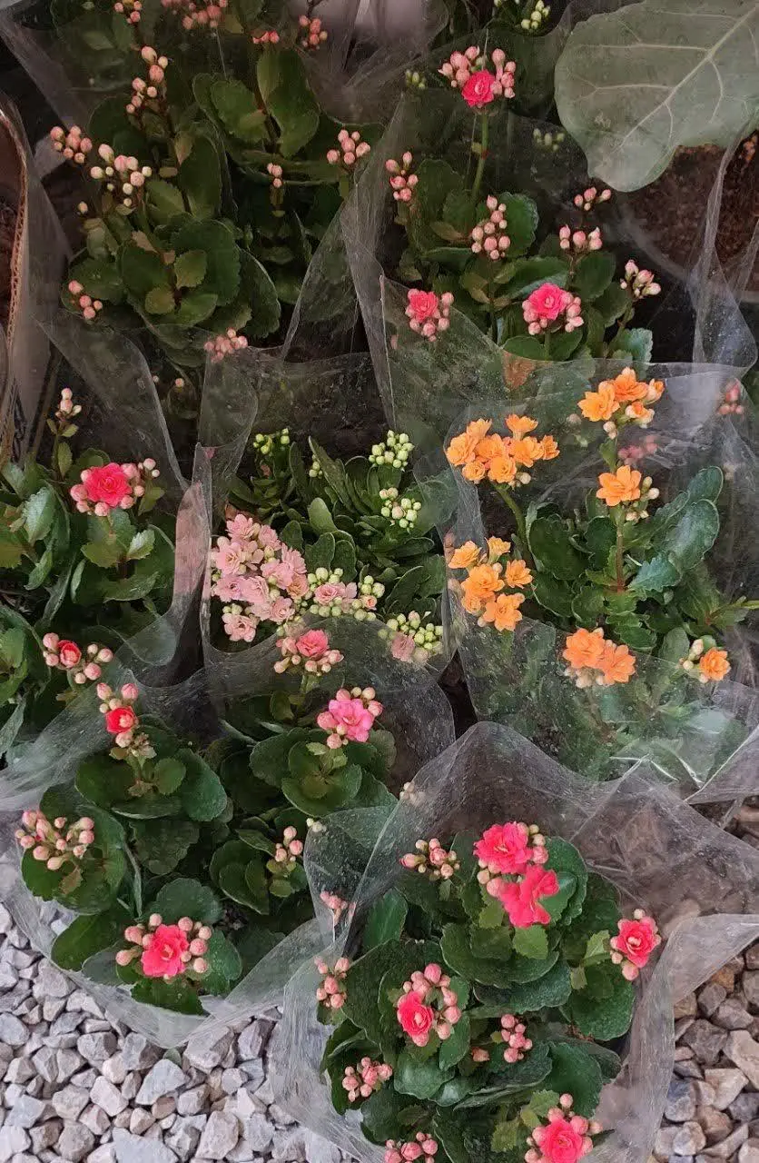 کالانکوئه 😍😍😍
