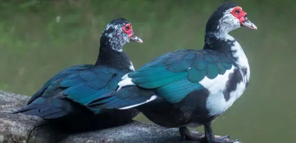 این سلطان که میبینید اردک خارجی نر هست. 

