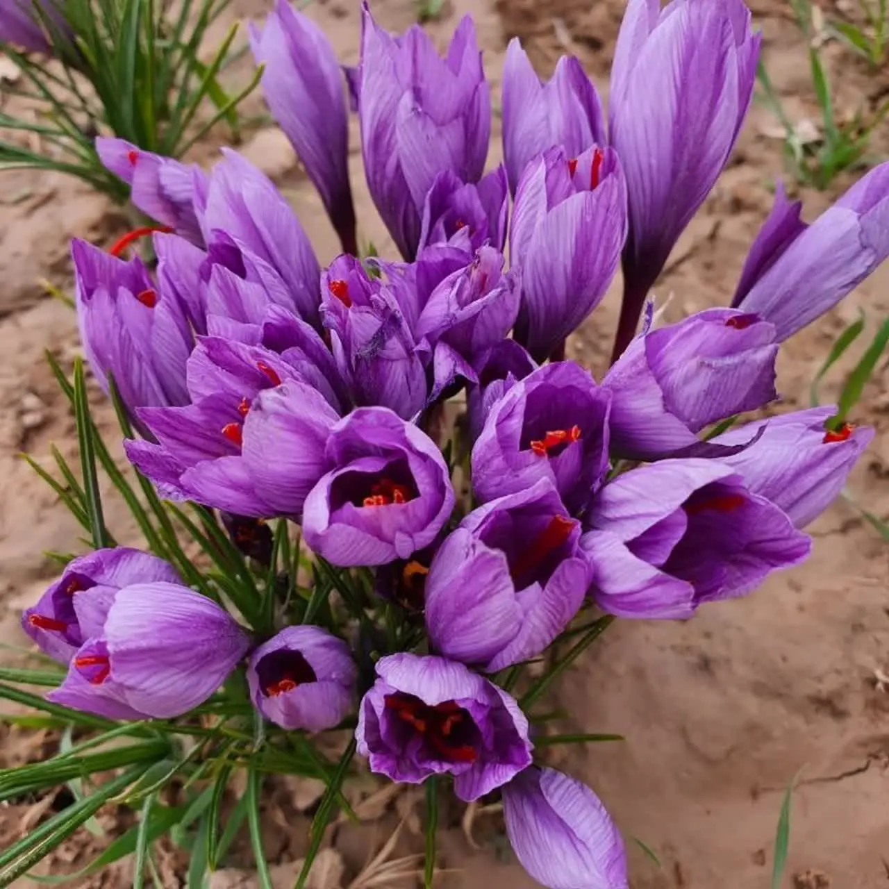 زعفران آذین قاینات