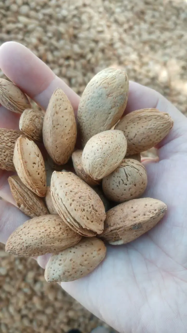 بادام نیشابور 
