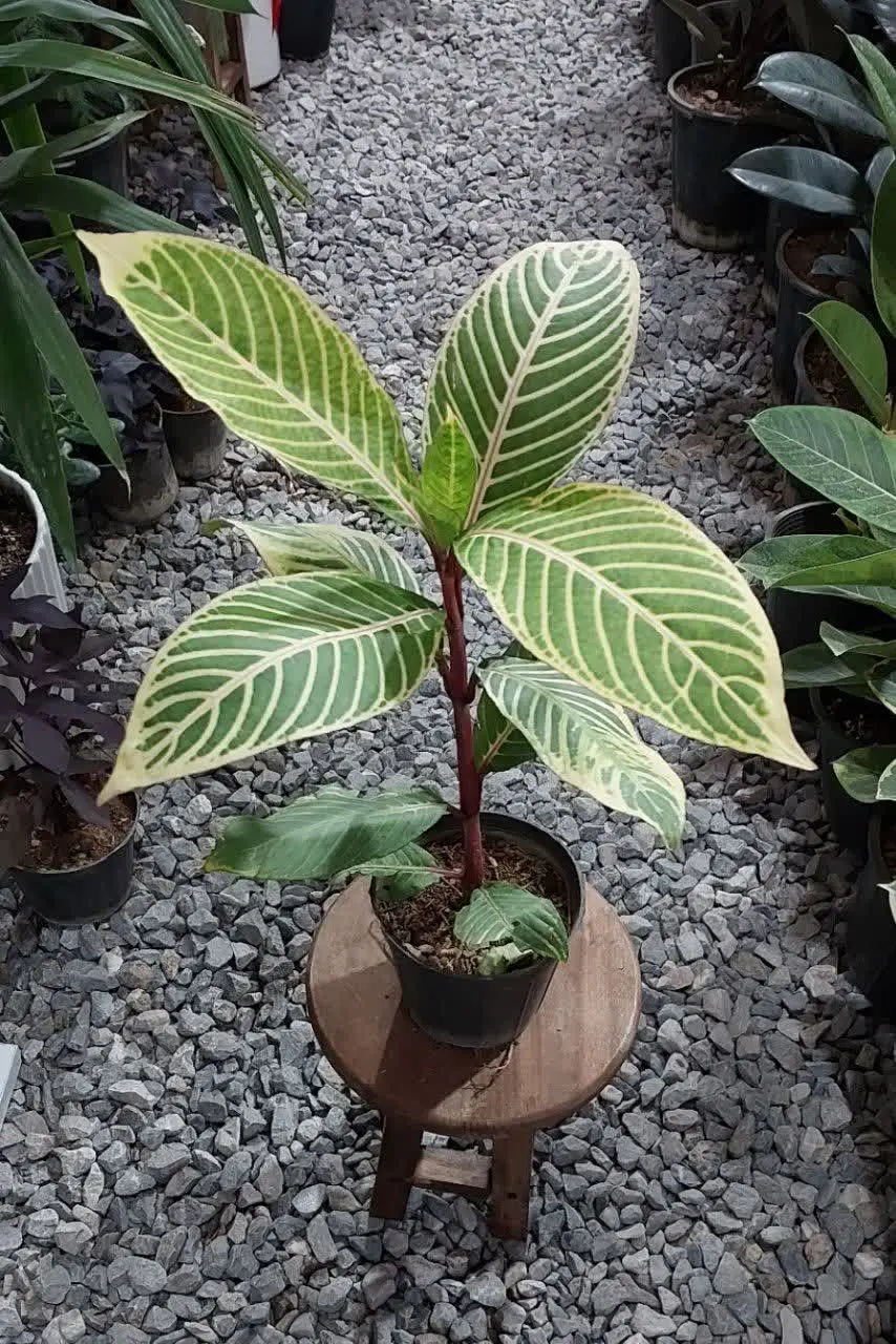 گیاه سانچزیا 😍😍😍
