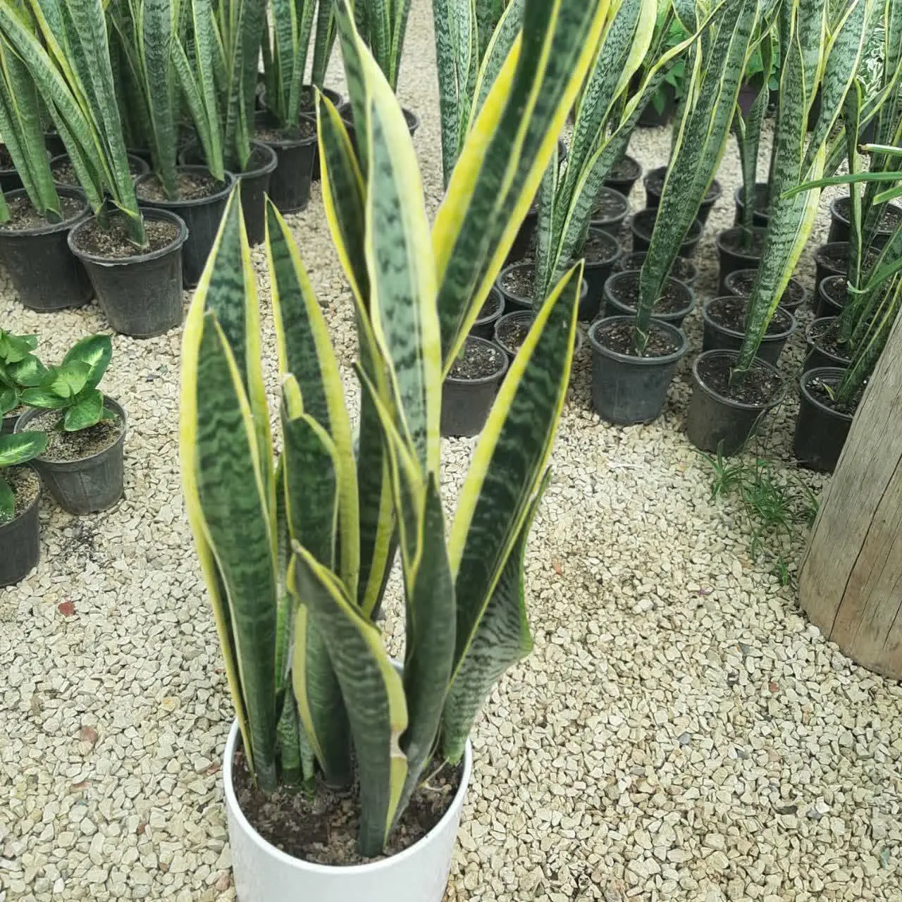 🌿🌿🌿🌿🌿🌿🌿🌿🌿🌿🌿🌿🌿🌿🌿🌿🌿🌿🌿🌿🌿🌿🌿🌿🌿🌿
