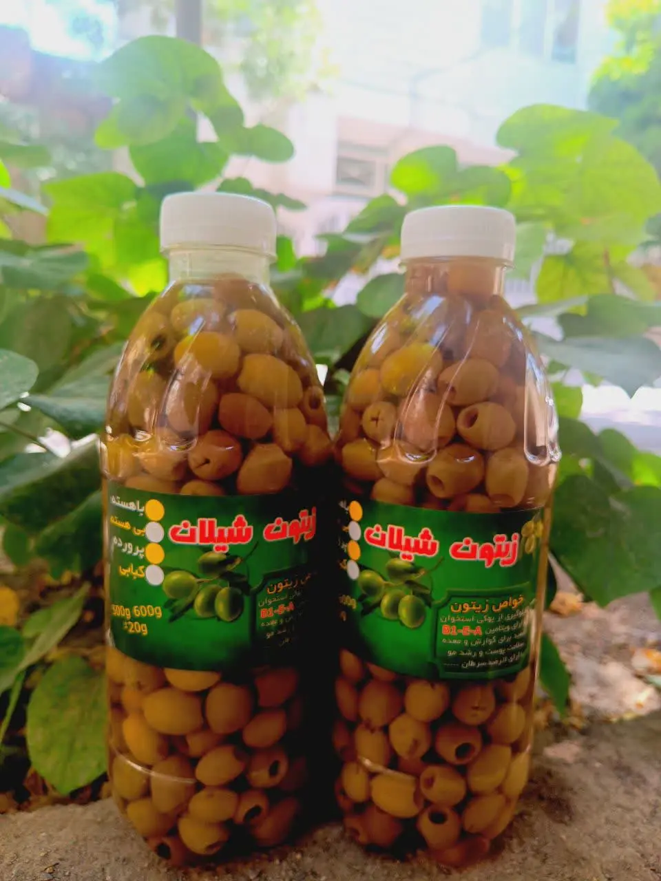 زیتون بدون هسته
