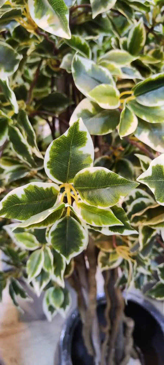 اگه این کانال گل و درختچه م...