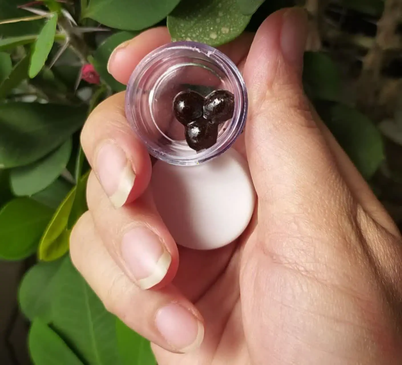 داروی #جامع_امام_رضا 🩺
