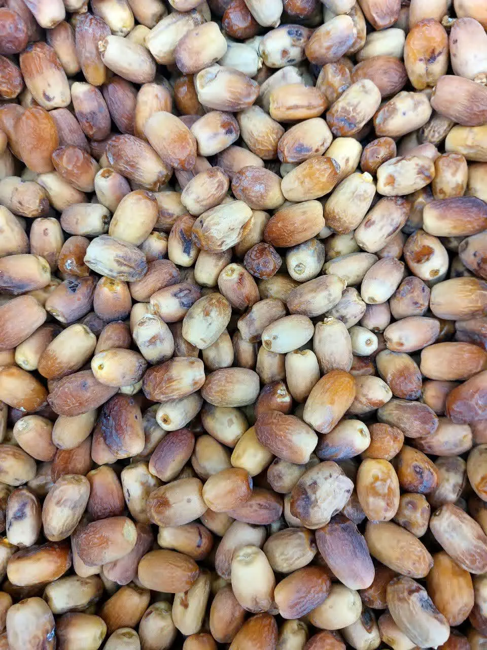 خرما زاهدی درجه یک